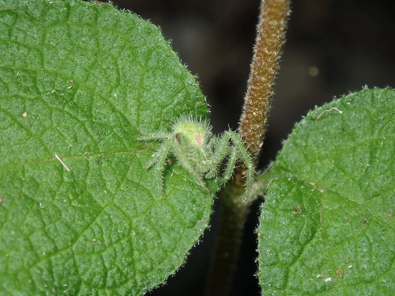 Heriaeus hirtus Heriaeus hirtus